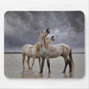 Par Camargue-hingstar, södra Frankrike Musmatta