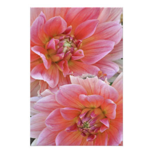 Par Dahlia-blommor, Dahlia spp. , Fototryck