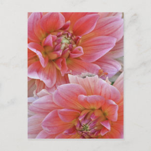 Par Dahlia-blommor, Dahlia spp. , Vykort