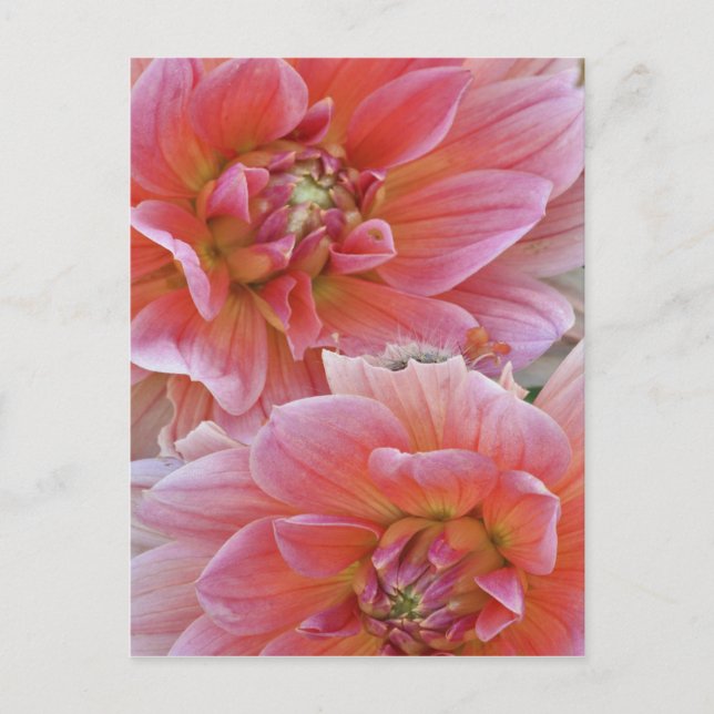 Par Dahlia-blommor, Dahlia spp. , Vykort (Framsida)