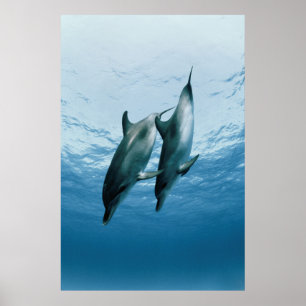 Par Delfiner Poster