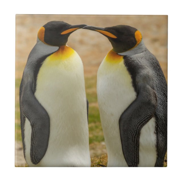 Par kungspingviner, Falklands Kakelplatta (Framsidan)