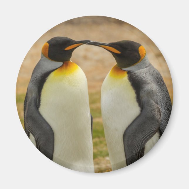 Par kungspingviner, Falklands Magnet (Framsidan)