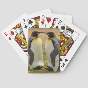 Par kungspingviner, Falklandsöarna Casinokort