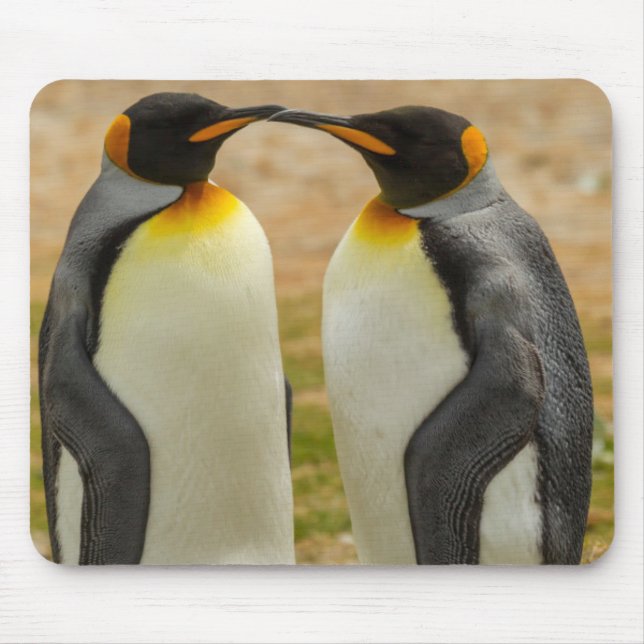 Par kungspingviner, Falklandsöarna Musmatta (Framsidan)