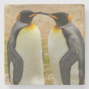 Par kungspingviner, Falklandsöarna Underlägg Sten