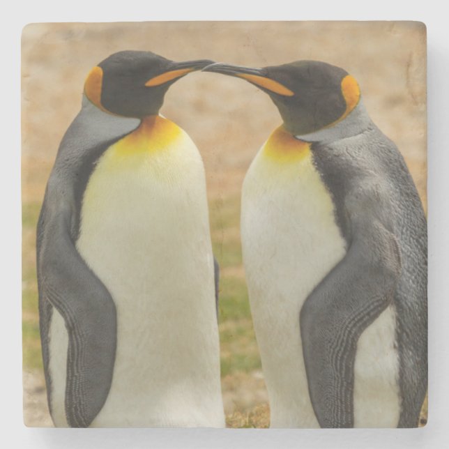 Par kungspingviner, Falklandsöarna Underlägg Sten (Framsidan)
