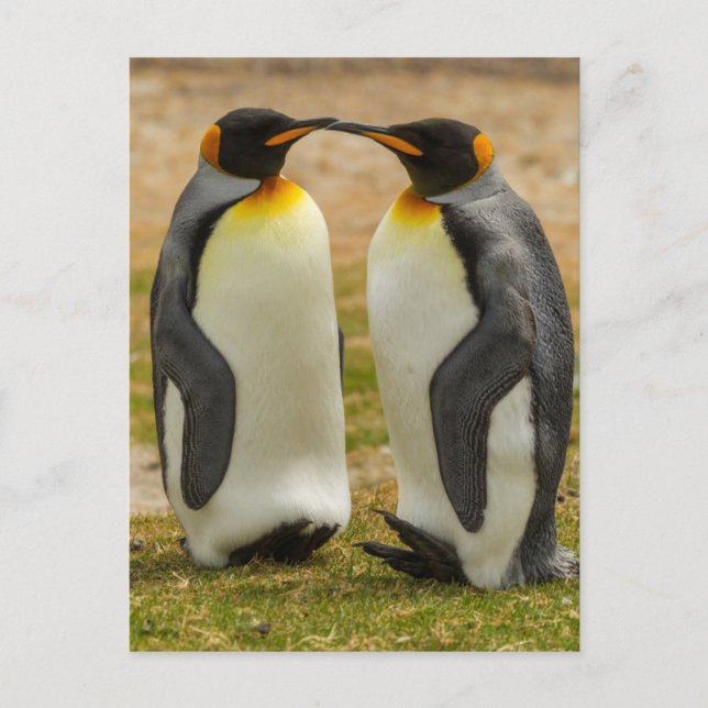 Par kungspingviner, Falklandsöarna Vykort (Framsida)