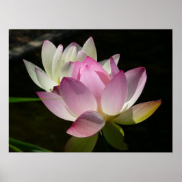 Par Lotusblommor II Poster