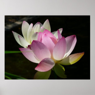 Par Lotusblommor II Poster