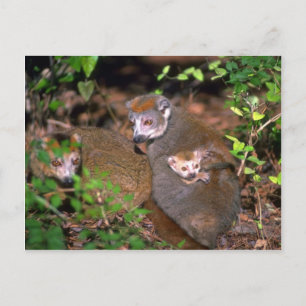 Par med kronad lemur med spädbarn vykort