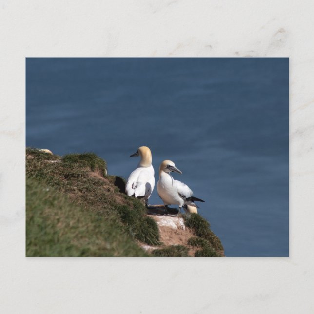 Par på gardiner i Bempton Cliffs Vykort (Framsida)