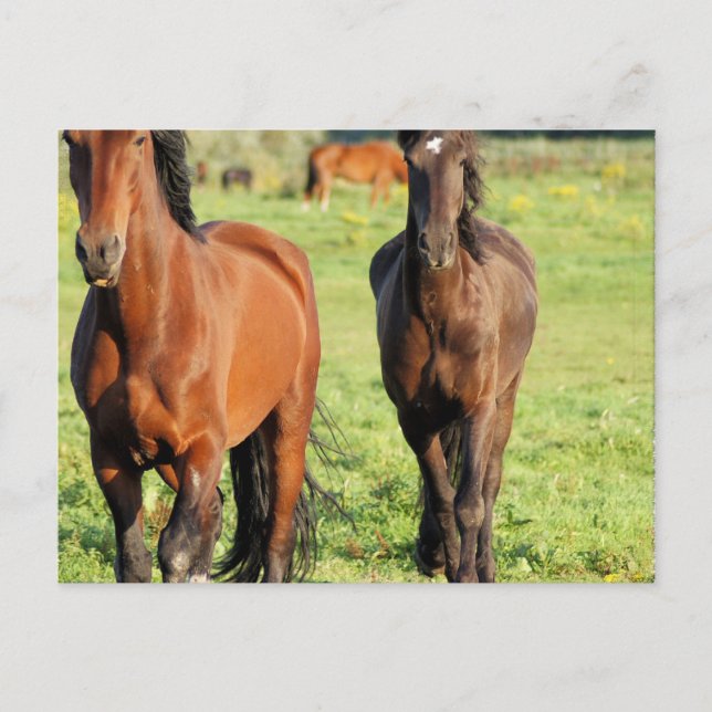 Par på vykort för organ (Framsida)