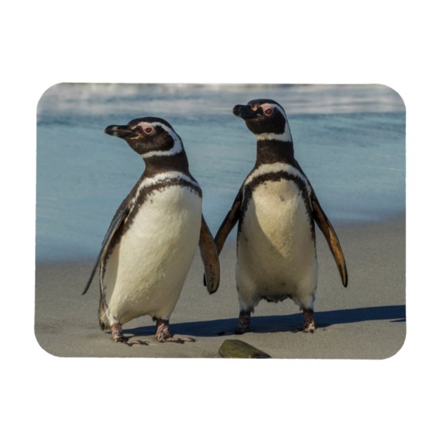 Par pingviner på stranden magnet (Horisontell)