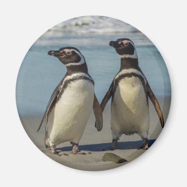 Par pingviner på stranden magnet (Framsidan)