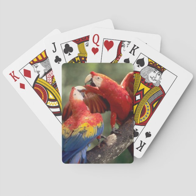 Par Scarlet Macaws Kortlek (Baksidan)