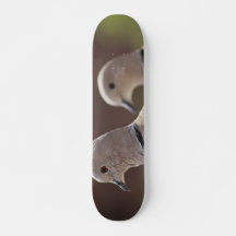 Par Skateboard för Duvor