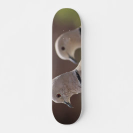 Par Skateboard för Duvor