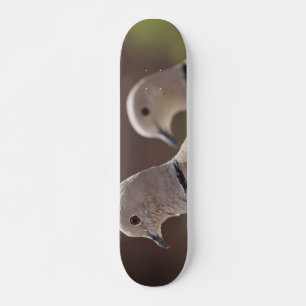 Par Skateboard för Duvor