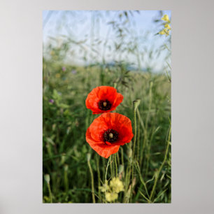 Par vallmo poster