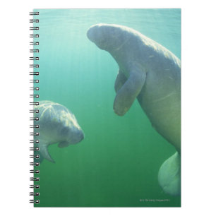 Para av att simma för florida manatees anteckningsbok