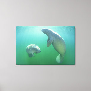 Para av att simma för florida manatees canvastryck