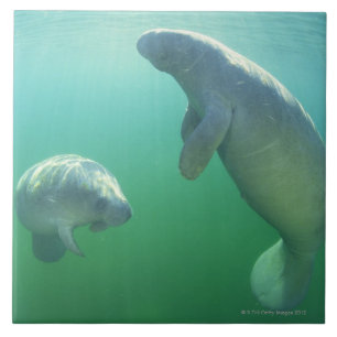 Para av att simma för florida manatees kakelplatta