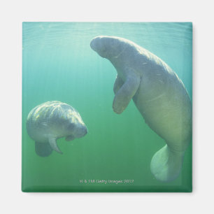 Para av att simma för florida manatees magnet