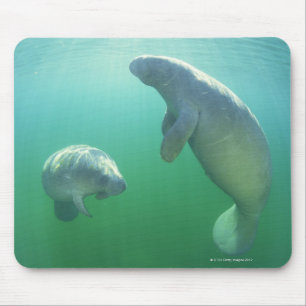 Para av att simma för florida manatees musmatta
