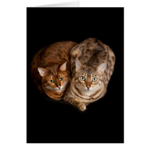 Para av bengal kattungar OBS kort