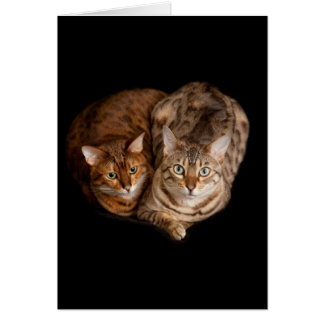 Para av bengal kattungar OBS kort