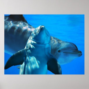 Para av den nyfikna delfinaffischen poster