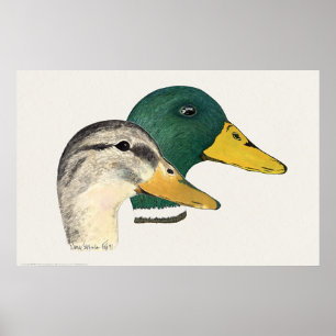 Para av gräsand duckar (draken och hönan) poster
