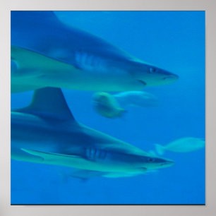 Para av hajaffischen poster