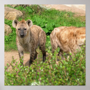 Para av Hyenasaffischen Poster