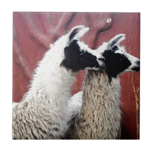 Para av Llamas Kakelplatta