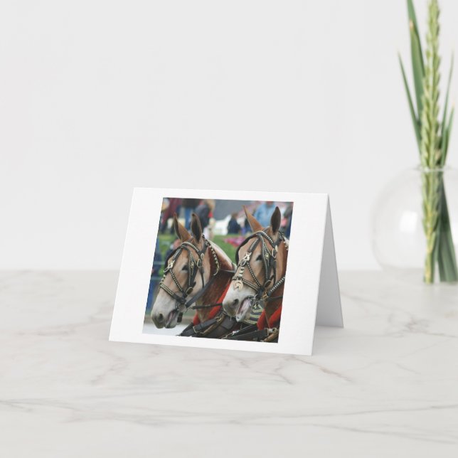 Para av mules i sele kort (Framsida)