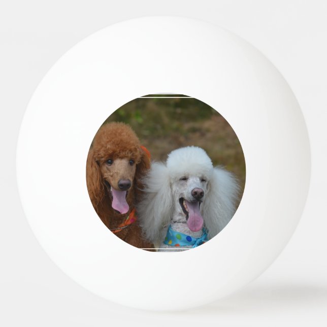 Para av pudlar pingisboll (Framsidan)