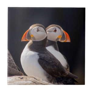 Para av Puffins Kakelplatta