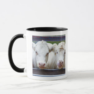 Para av unga vitkor på att mata trailoren mugg