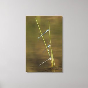 Para ihop Damselflies Canvastryck