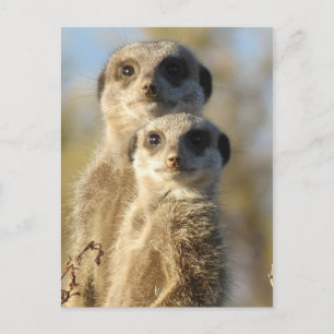 Para Meerkats Vykort