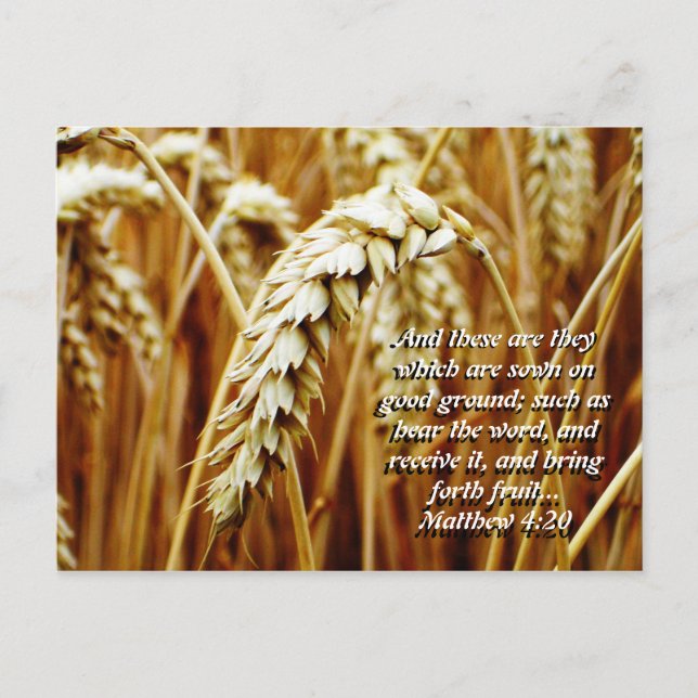 Parable of the Sower Postcard Vykort (Framsida)
