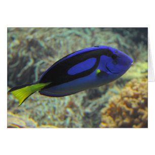 Paracanthurus hepatus hälsningskort