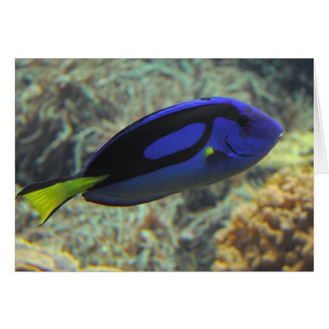 Paracanthurus hepatus hälsningskort (Framsidan Horizontal)