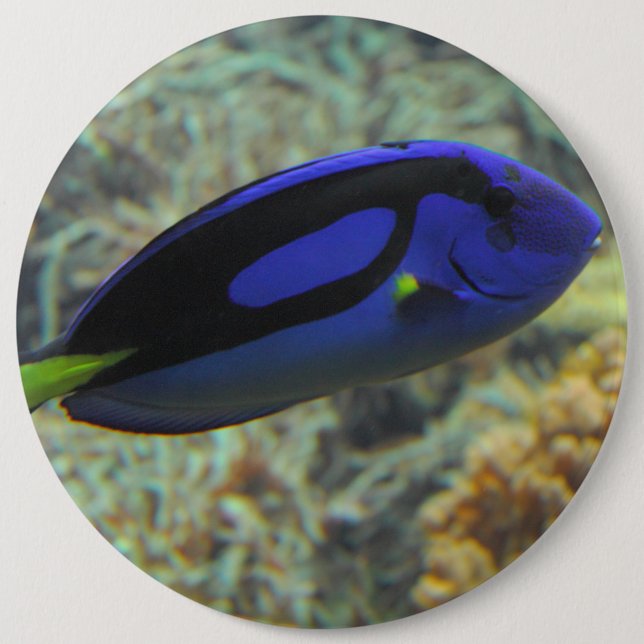 Paracanthurus hepatus knapp (Framsida)
