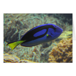 Paracanthurus hepatus OBS kort