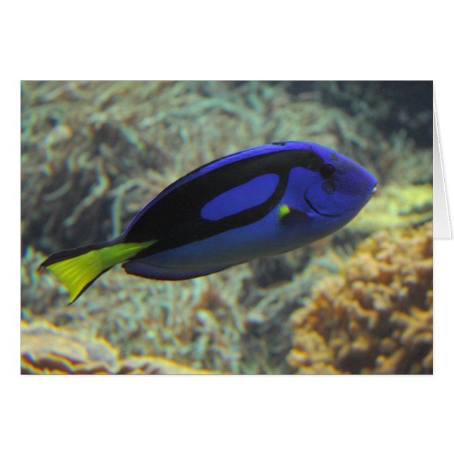 Paracanthurus hepatus OBS kort (Framsidan Horizontal)