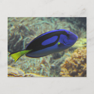 Paracanthurus hepatus vykort