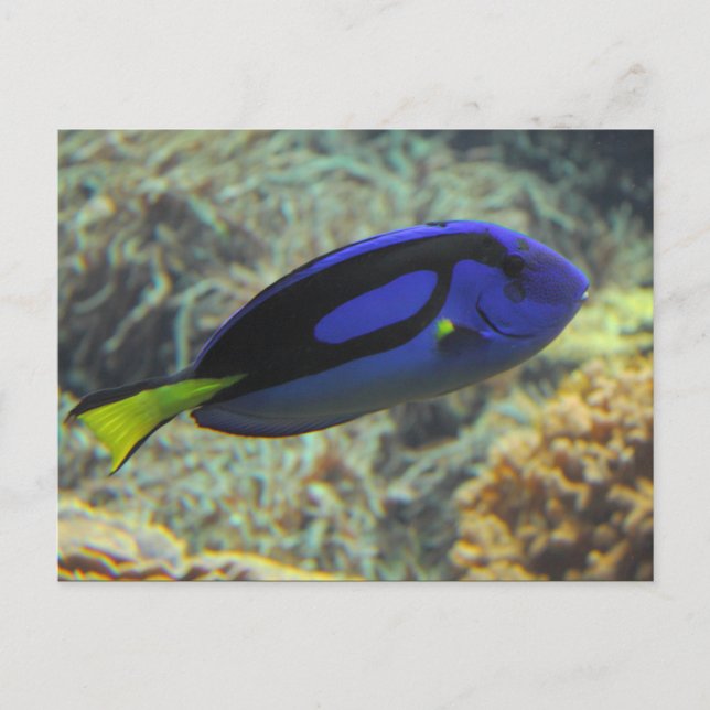 Paracanthurus hepatus vykort (Framsida)